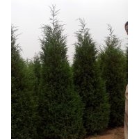 江蘇山東安徽河南河北低價(jià)出售塔柏苗木基地