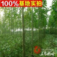 泡桐基地常年供應(yīng)綠化喬木泡桐