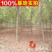 園林綠化用梧桐樹(shù) 梧桐 價(jià)格低