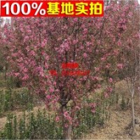 常年對外批發(fā) 絢麗海棠 規(guī)格全