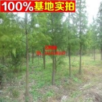 工程綠化苗木 落羽杉 規(guī)格齊全