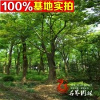 綠化喬木 黃連木 實生嫁接黃連木