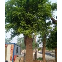 出售皂角，大量出售皂角，哪里有皂角基地