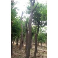 20公分皂角價格，哪里有20公分皂角