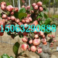 滿堂紅海棠價格，滿堂紅海棠圖片，臨沂北美海棠研究所