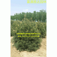 出售苗木白皮松,玉蘭,櫻花