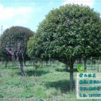 精品全冠桂花基地