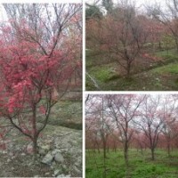 成都精品紅楓，紅楓基地