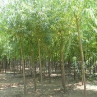 速生柳、垂柳、黃柳、千頭椿、金葉榆、黃金槐、合歡、泡桐