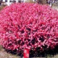 營養(yǎng)缽榆葉梅