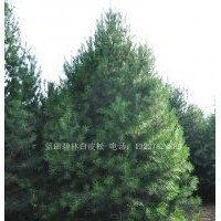 供應(yīng)白皮松