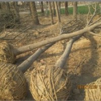 五角楓，三角楓，烏桕