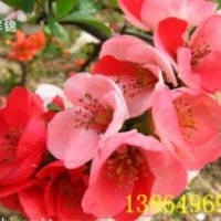 供應(yīng)流蘇苗，流蘇種子，皺皮木瓜苗，木瓜海棠