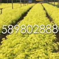 特供金葉復(fù)葉槭小苗20公分以上