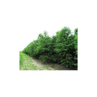 8公分中山杉 10公分中山杉