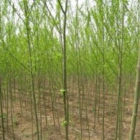 垂柳 青皮垂柳 黃皮垂柳