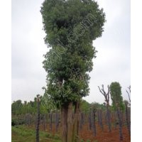 48公分香樟樹價格