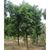 批發(fā)海南紅豆-供應(yīng)海南紅豆-基地直銷(xiāo)海南紅豆-海南紅豆供應(yīng)商