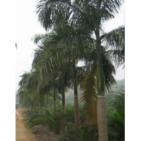 廣東大王椰-云南大王椰-四川大王椰-貴州大王椰-廣西大王椰-海南