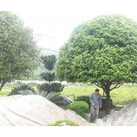 提供各種大銀杏樹及大小桂花樹/楊梅樹/天竺桂等綠化喬木