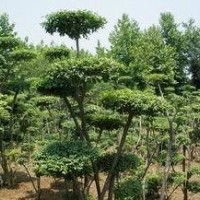 2015年供應叢生女貞造型，苗圃直銷