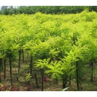 供應(yīng)用于園林綠化的出售叢生金枝槐 金葉槐量大質(zhì)優(yōu)