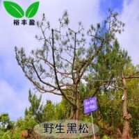 野生日本黑松精品造型黑松工程樹(shù)景觀樹(shù)