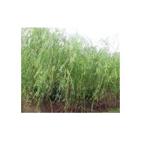 蜀檜/龍柏/柳樹