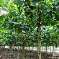 8公分法桐10公分法桐