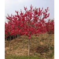 壽星桃供應(yīng)基地