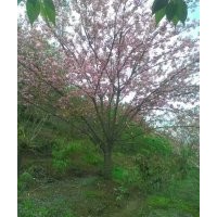 浙江省余姚市大嵐鎮(zhèn)櫻花紅楓海棠直銷！