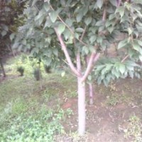 供應(yīng)櫻花*泰安櫻花*山東櫻花