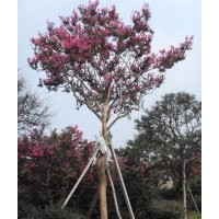 供應(yīng)紫薇*泰安紫薇*山東紫薇