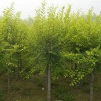 金葉榆 香花槐 速生柳 垂柳 旱柳 饅頭柳 刺槐 國槐 白蠟 白榆 火