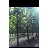 供應規(guī)格齊全的水杉 意楊