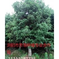 楊梅樹 移栽楊梅樹 多桿楊梅樹 15公分欏木石楠 15公分楊梅樹