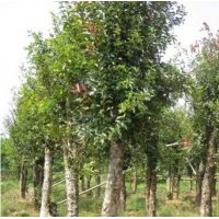 欏木石楠 柞樹 土石楠 移栽欏木石楠 紅葉石楠