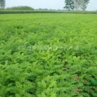 護(hù)坡綠化植物紫穗槐小苗 穗槐苗