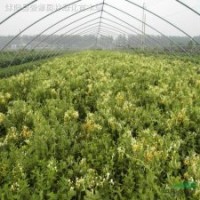 紫藤，地錦，凌宵，絡(luò)石，金銀花，藤本薔薇