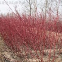綠化苗木,紅瑞木,紅馬球,紅瑞木小苗
