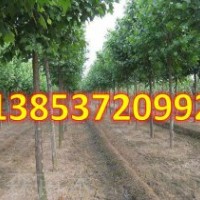 造型國槐價格 造型國槐小苗 國槐籽價格