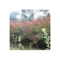 垂柳 國槐 火炬 白蠟