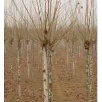 提供4公分5公分法桐價(jià)格 法桐產(chǎn)地