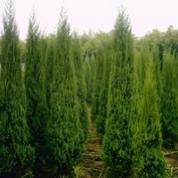 供應蜀檜高2米20元，2.8米50元直銷價！電話13507665695