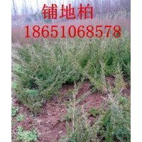 鋪地柏價格，鋪地柏批發(fā)，哪里鋪地柏價格便宜