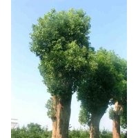 提供湖南48公分香樟樹，50公分大型香樟，大型香樟價格