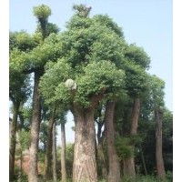 提供直徑60公分香樟樹，大型骨架香樟樹，骨架香樟價格