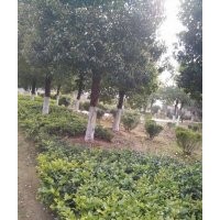 供應(yīng)綠化苗木