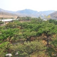 供應(yīng)造型黑松