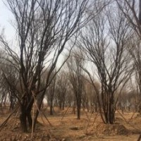 茶條槭;國槐;皂角